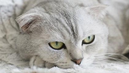 爱游戏官方入口-WTT冠军赛重庆站 温瑞博1-4小勒布伦收获亚军